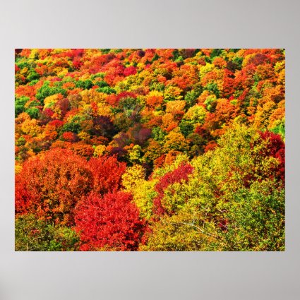 Autumn Foliage Poster
