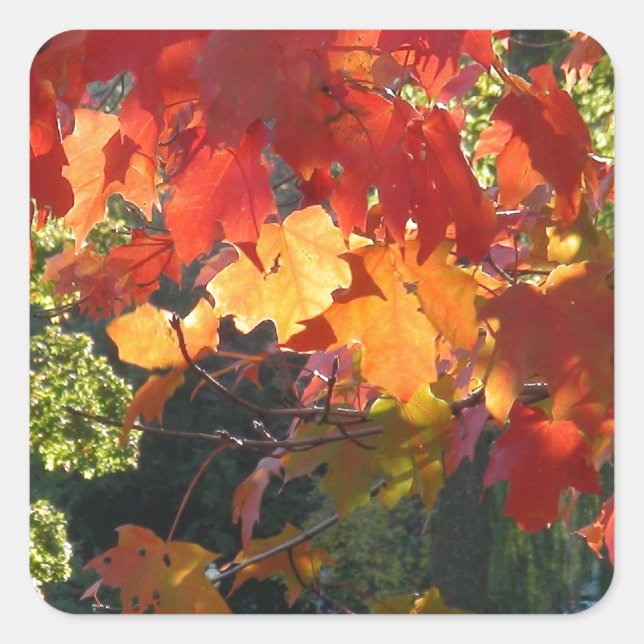 Autumn Foliage Square Sticker (Front)