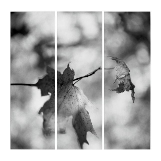 Autumn Foliage Wall Art (Front)