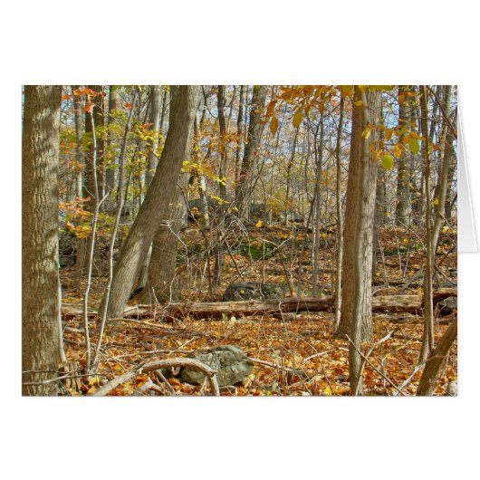 Autumn Forest (Front Horizontal)