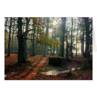 Autumn Forest Cards