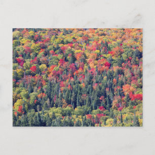 Autumn Forest Landscape Postcard