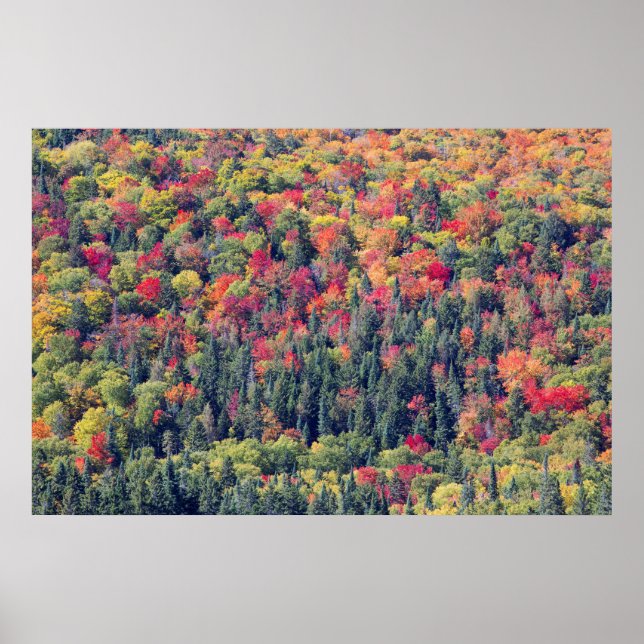 Autumn Forest Landscape Poster (Front)