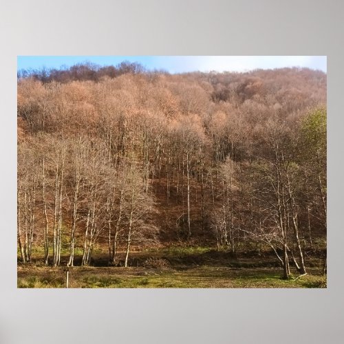 Autumn Forest Landscape - Wild Nature Romania Poster