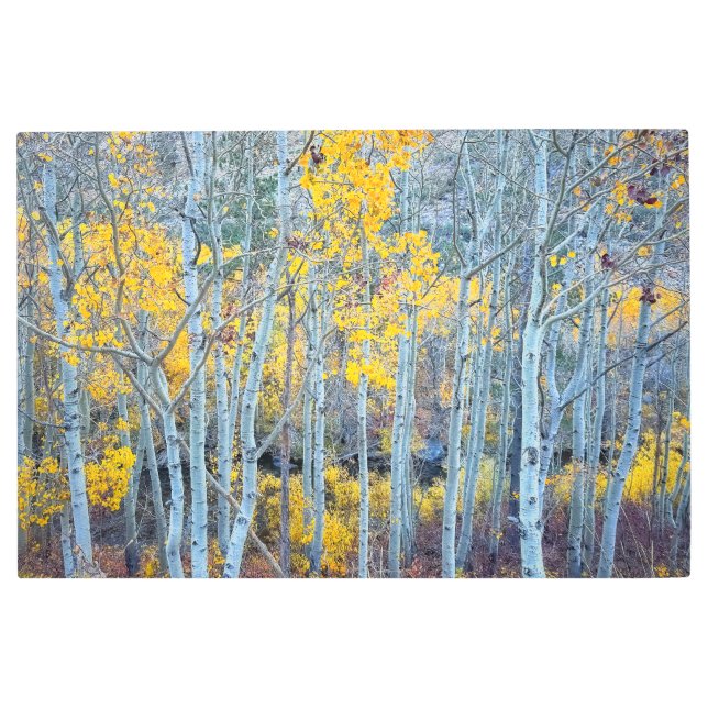 Autumn Forest Metal Print (Front)