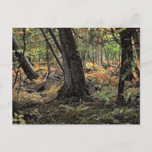 Autumn forest scene                 postcard