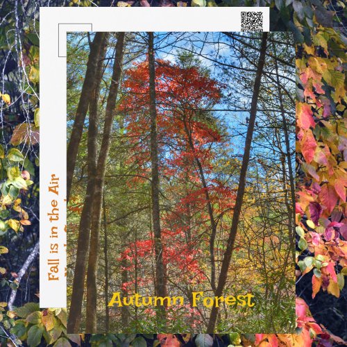 Autumn Forest Scenic Landscape Photographic Postcard