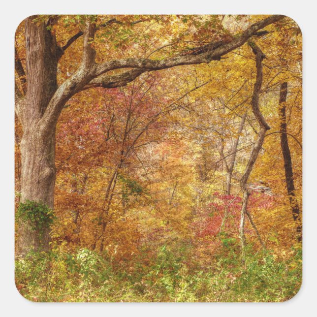 Autumn Forest Square Sticker (Front)