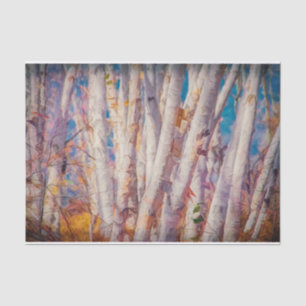 Autumn Forest White Birch Trees Tissue Paper