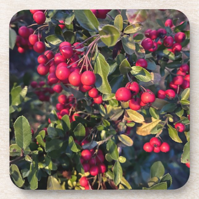 Autumn fruit beverage coaster (Front)