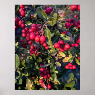 Autumn fruit poster