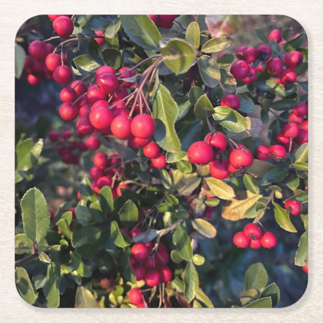 Autumn fruit square paper coaster (Front)