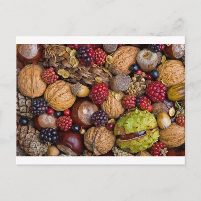 Autumn fruits postcard (Front)