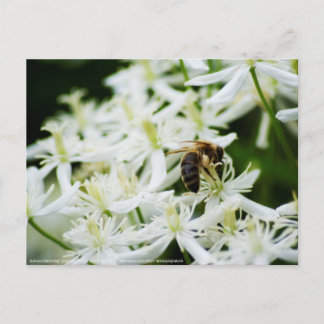 Autumn Gathering Postcard