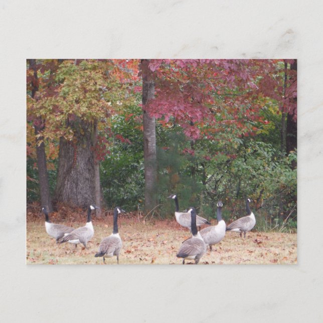 Autumn Geese with Red and Orange Fall Leaves Postcard (Front)