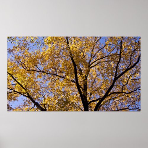 Autumn Gold Golden Leaves Tree Poster