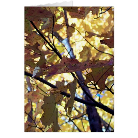 Autumn Gold Leaves (Front)