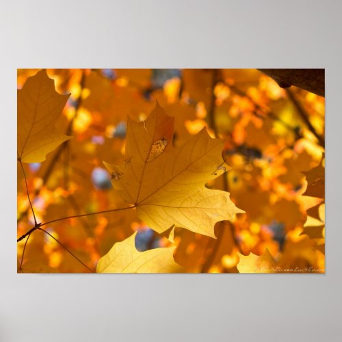 Autumn Golden  Gold Maple Leaf Poster