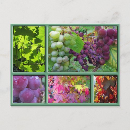Autumn Grape Harvest Collage Postcard