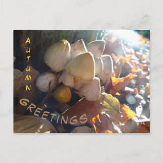 Autumn Greetings Sunny Toadstools Cust. Postcard