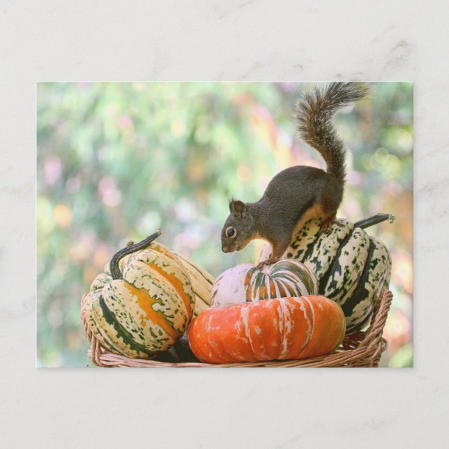 Autumn Harvest Squirrel Postcard (Front)