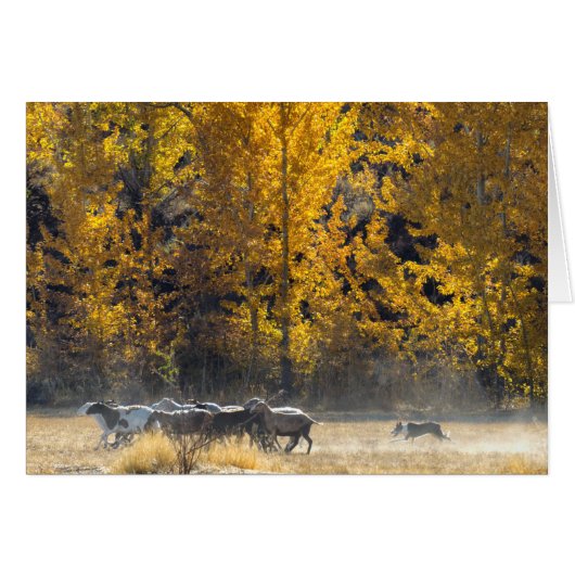 Autumn Herding Cards (Front Horizontal)