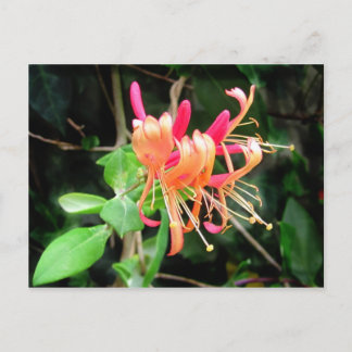 Autumn Honeysuckle ~ postcard