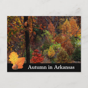 Autumn in Arkansas / Fall Season Trees Photograph Postcard