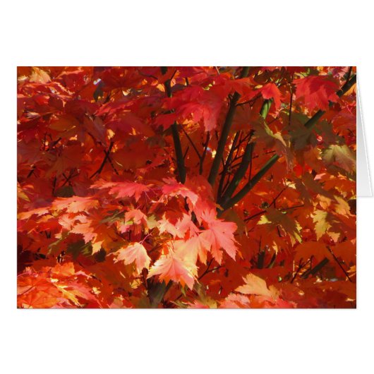 Autumn in Canberra Cards (Front Horizontal)