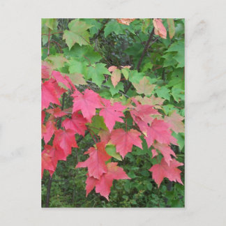 Autumn In Maine Postcard