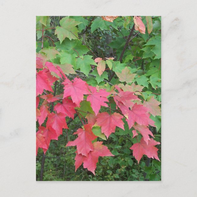 Autumn In Maine Postcard (Front)