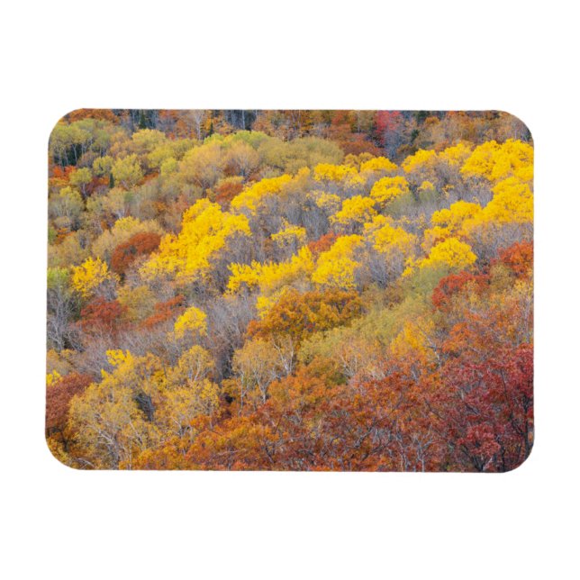 Autumn in Michigan Magnet (Horizontal)