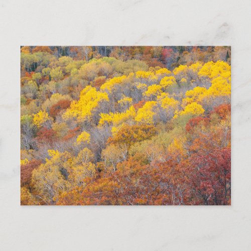 Autumn in Michigan Postcard