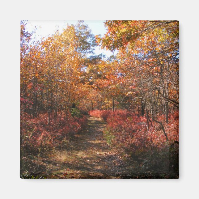 Autumn in New England 32 ~ magnet (Front)
