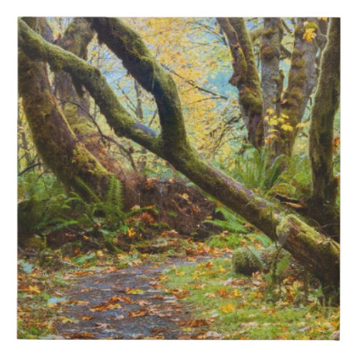 Autumn in Prairie Creek Redwoods State Park Faux Canvas Print