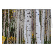 Autumn in the Aspen's (Front Horizontal)