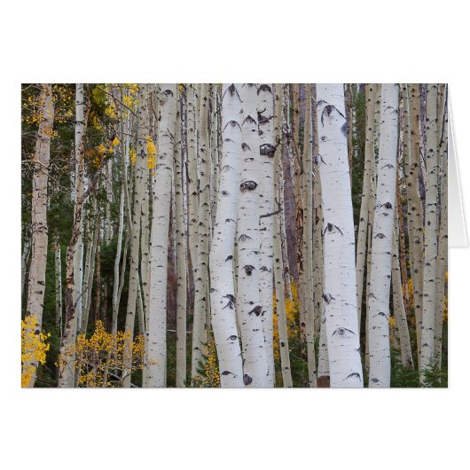 Autumn in the Aspen's Cards (Front Horizontal)