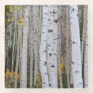 Autumn in the Aspen's Glass Coaster