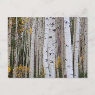 Autumn in the Aspen's Postcard