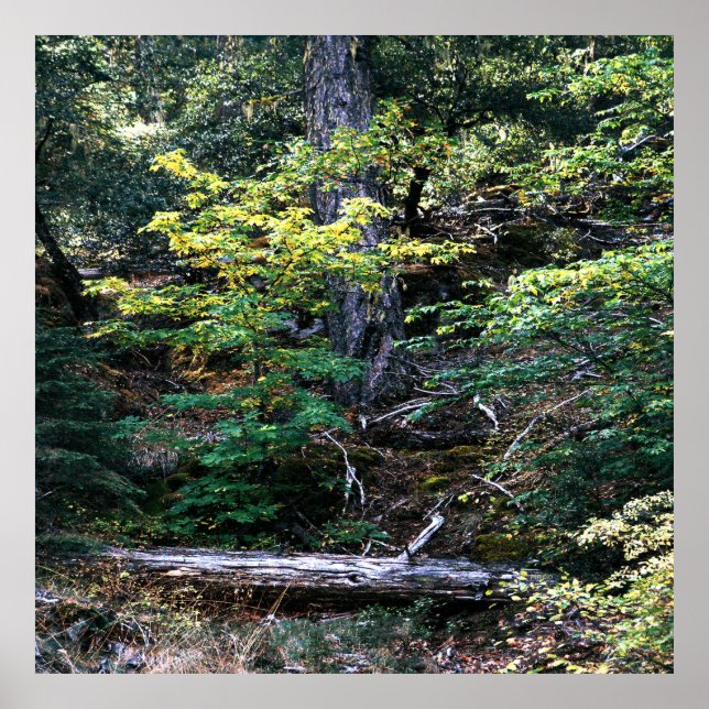 Autumn is here....... poster (Front)