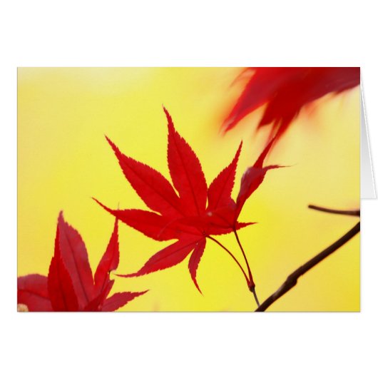 Autumn Japanese Maple Cards (Front Horizontal)