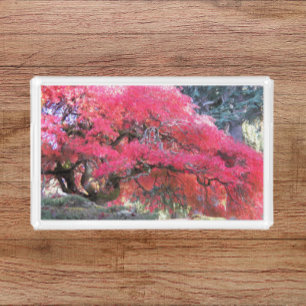 Autumn Japanese Maple Tree Leaves Floral Acrylic Tray