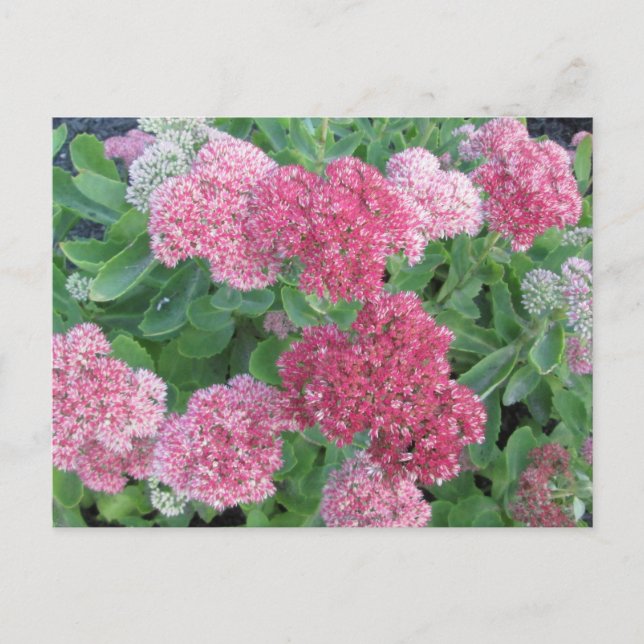 Autumn Joy Sedum Flowering Garden Plant Pink Green Postcard (Front)