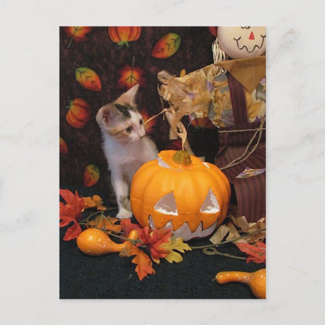 Autumn Kitten - Halloween Cat Card (Front)