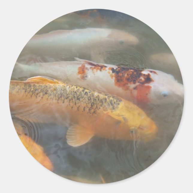 Autumn Koi Classic Round Sticker (Front)