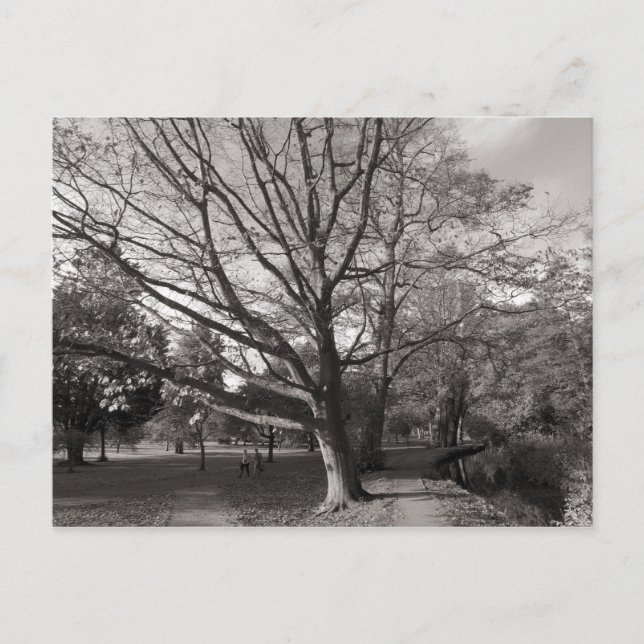 Autumn Landscape Bute Park Cardiff Postcard (Front)