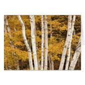 Autumn landscape, Vermont, USA (Front Horizontal)