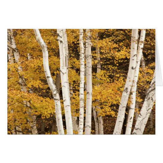 Autumn landscape, Vermont, USA (Front Horizontal)