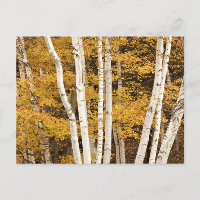 Autumn landscape, Vermont, USA Postcard (Front)