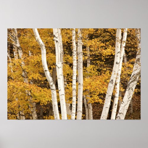 Autumn landscape Vermont USA Poster
